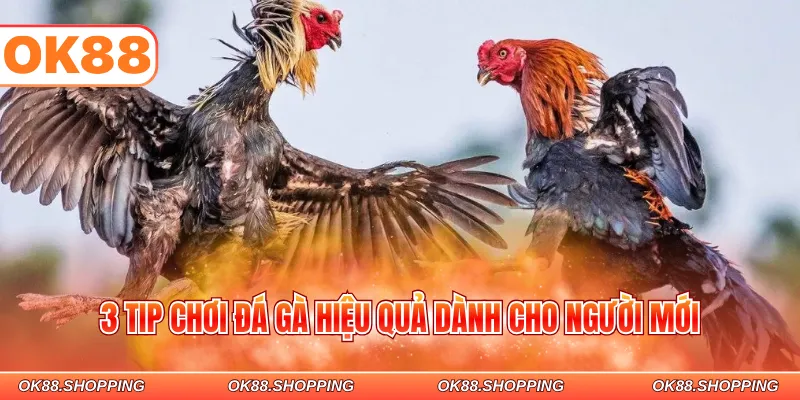 3 tip chơi đá gà hiệu quả dành cho người mới