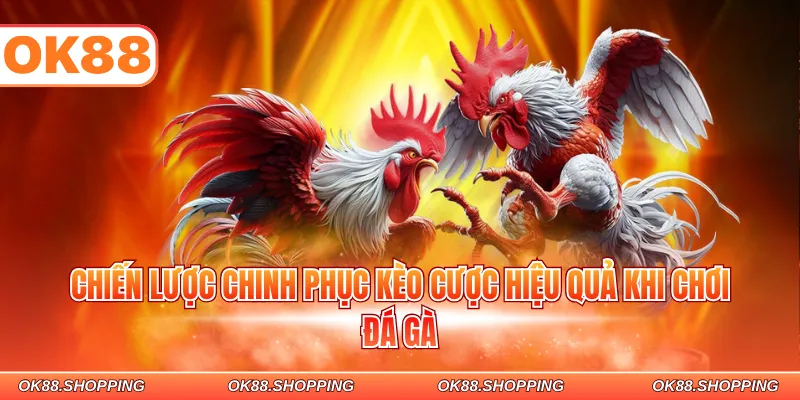 Chiến lược chinh phục kèo cược hiệu quả khi chơi đá gà