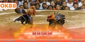 đá gà cựa sắt