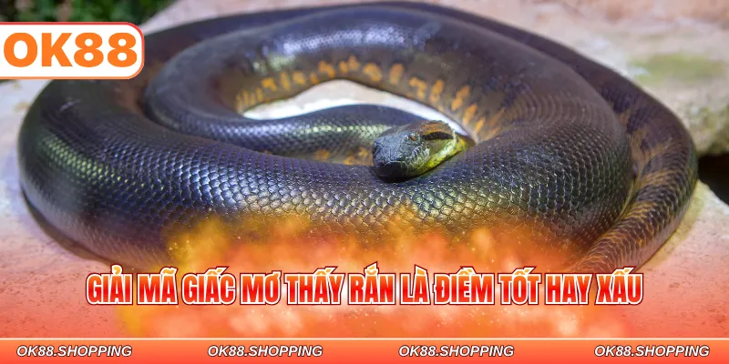 Giải mã giấc chiêm bao về rắn là điềm tốt hay xấu