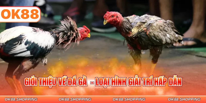 Giới thiệu về đá gà  - Loại hình giải trí hấp dẫn
