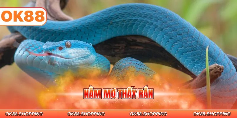 nằm mơ thấy rắn