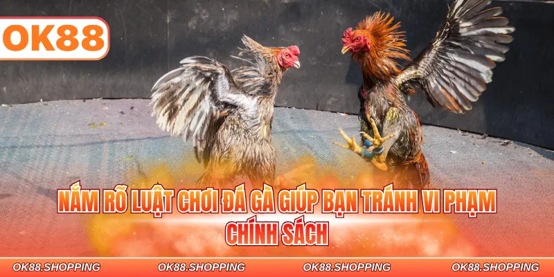 Nắm rõ luật chơi đá gà giúp bạn tránh vi phạm chính sách